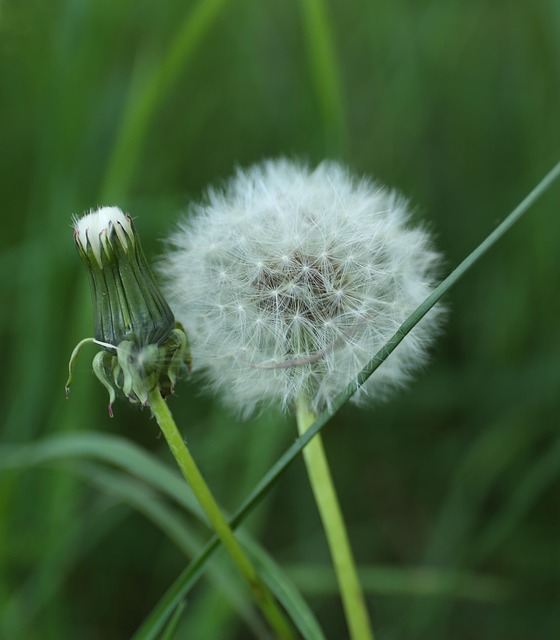 Free Dandelion Weed photo and picture