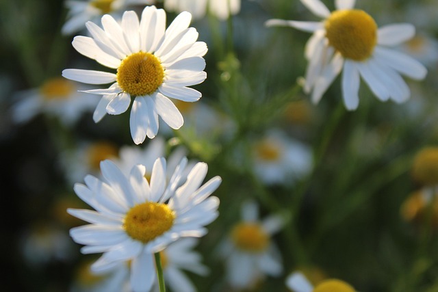 Free Daisies Flower photo and picture