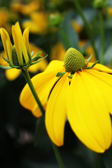 Free Yellow Flower Flower Wallpaper photo and picture