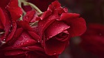 rose, rain, after the rain