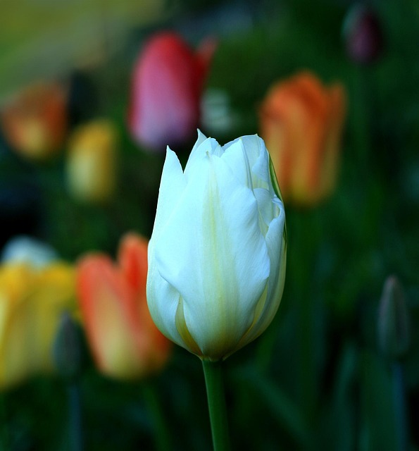 Free Tulip Flower photo and picture
