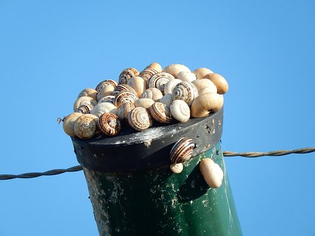 Free Snails Taking The Sun photo and picture