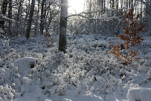 Free Snow Nature photo and picture
