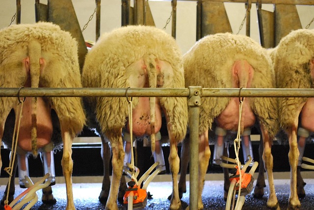 Free Sheep Milk photo and picture