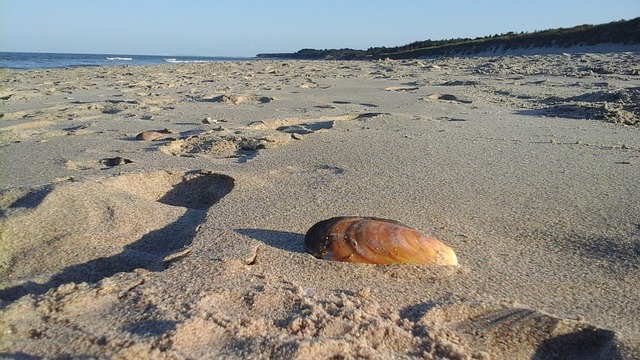 Free Beach Seashell photo and picture