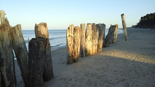 Free Driftwood Stakes photo and picture