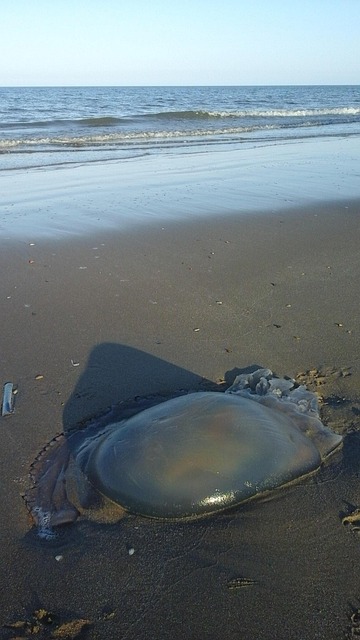 Free Jellyfish Beach photo and picture