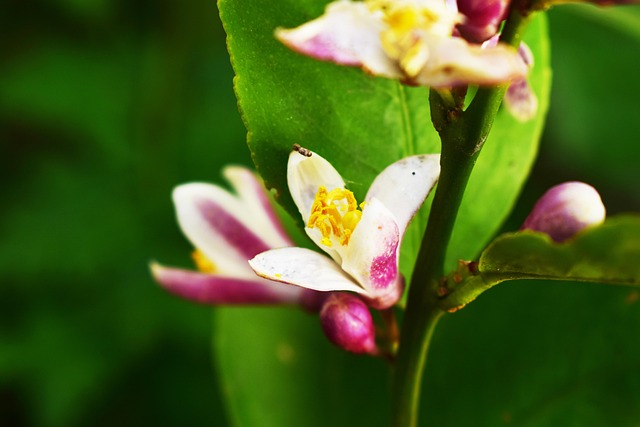Lămâie, Floare, Floare Albă, Natură