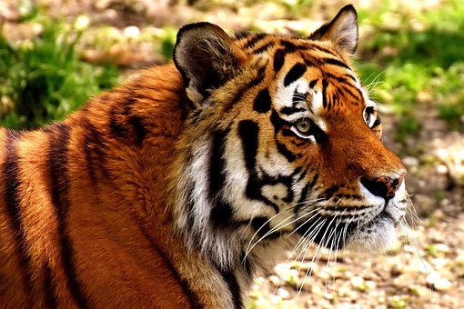 Tiger, Predator, Fur, Beautiful