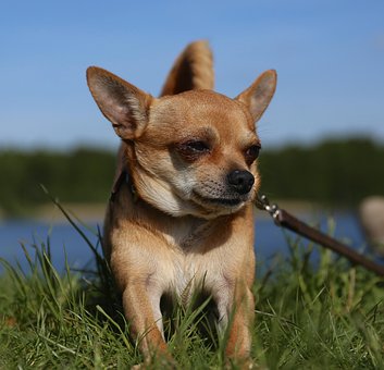 Free Chihuahua Dog photo and picture