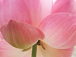 flowers, tree, lotus