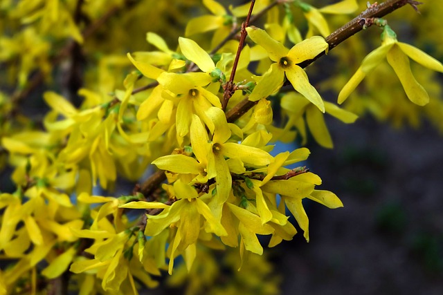 Free Yellow Bush Close-Up photo and picture