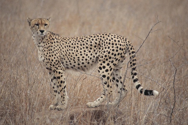 Free Cheetah South Africa photo and picture