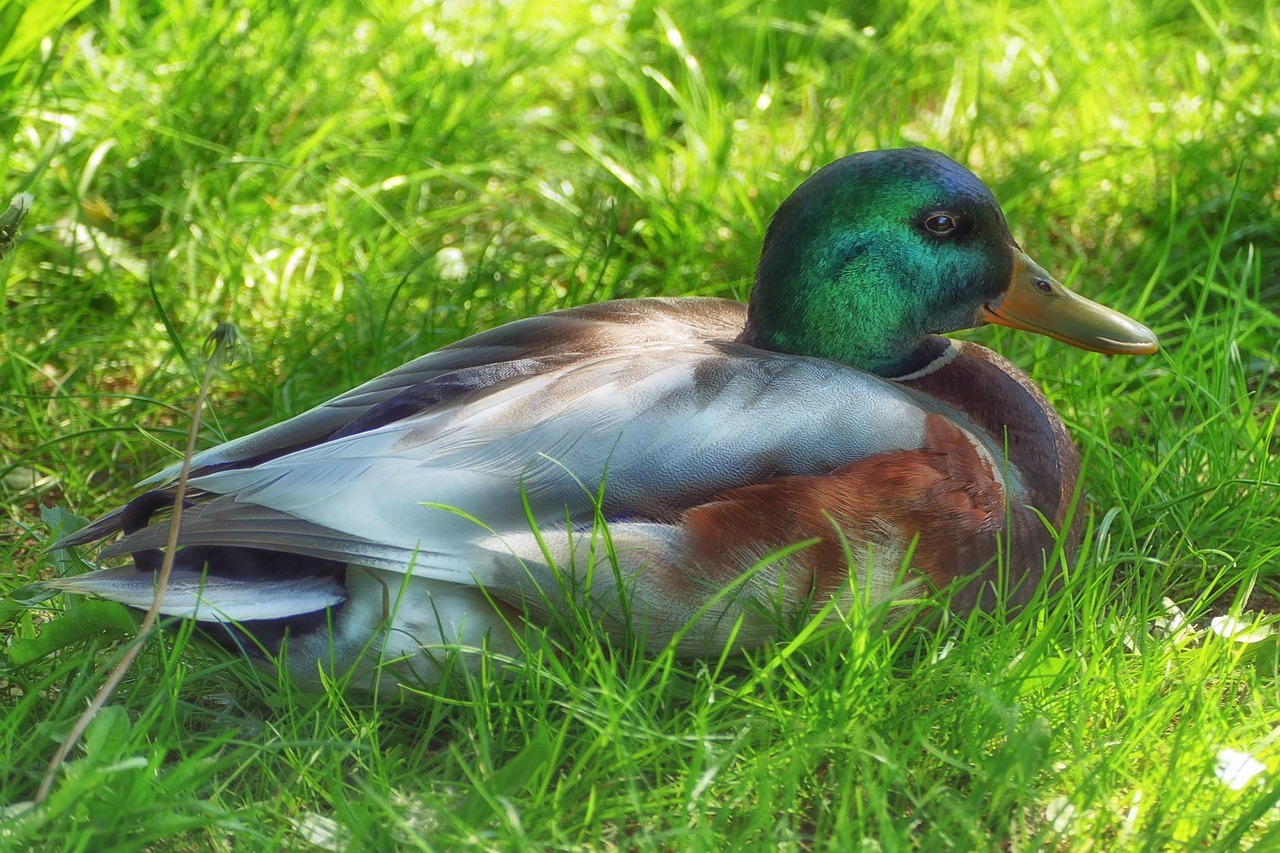 Pato Picture Pato Real Naturaleza - Foto gratis en Pixabay - Pixabay
