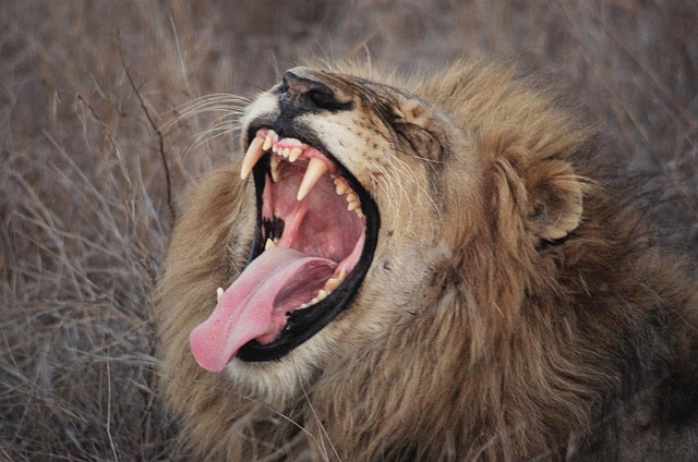 Free Lion Yawn photo and picture