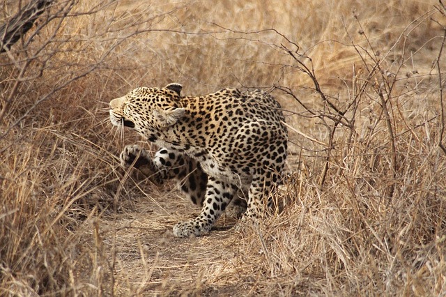 Free Leopard South Africa photo and picture