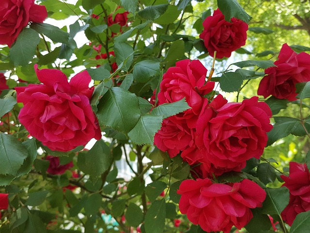 Free Garden Rose photo and picture