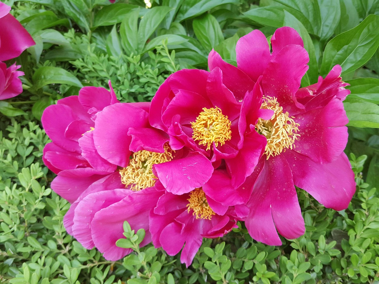80 + 무료 작약 & 목단 이미지 - Pixabay