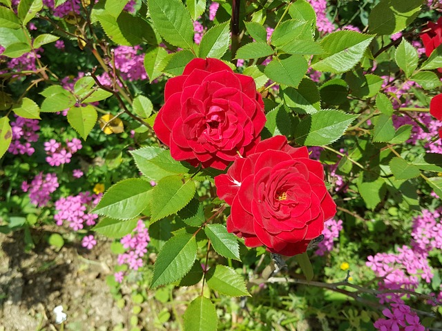 Free Rose Garden photo and picture
