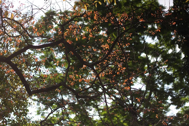 Free Tree Green photo and picture