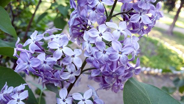 Lilla, Blomster, Forår, Bush, Violet