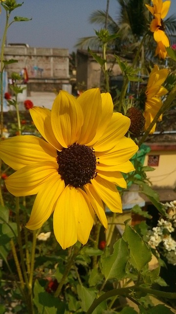 Free Alex Flower photo and picture