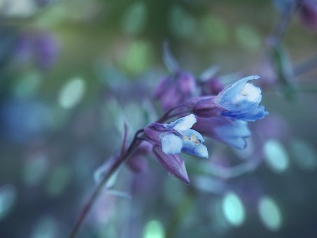 Blumen, Garten, Pflanze