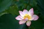 lotus, pale pink, bloom