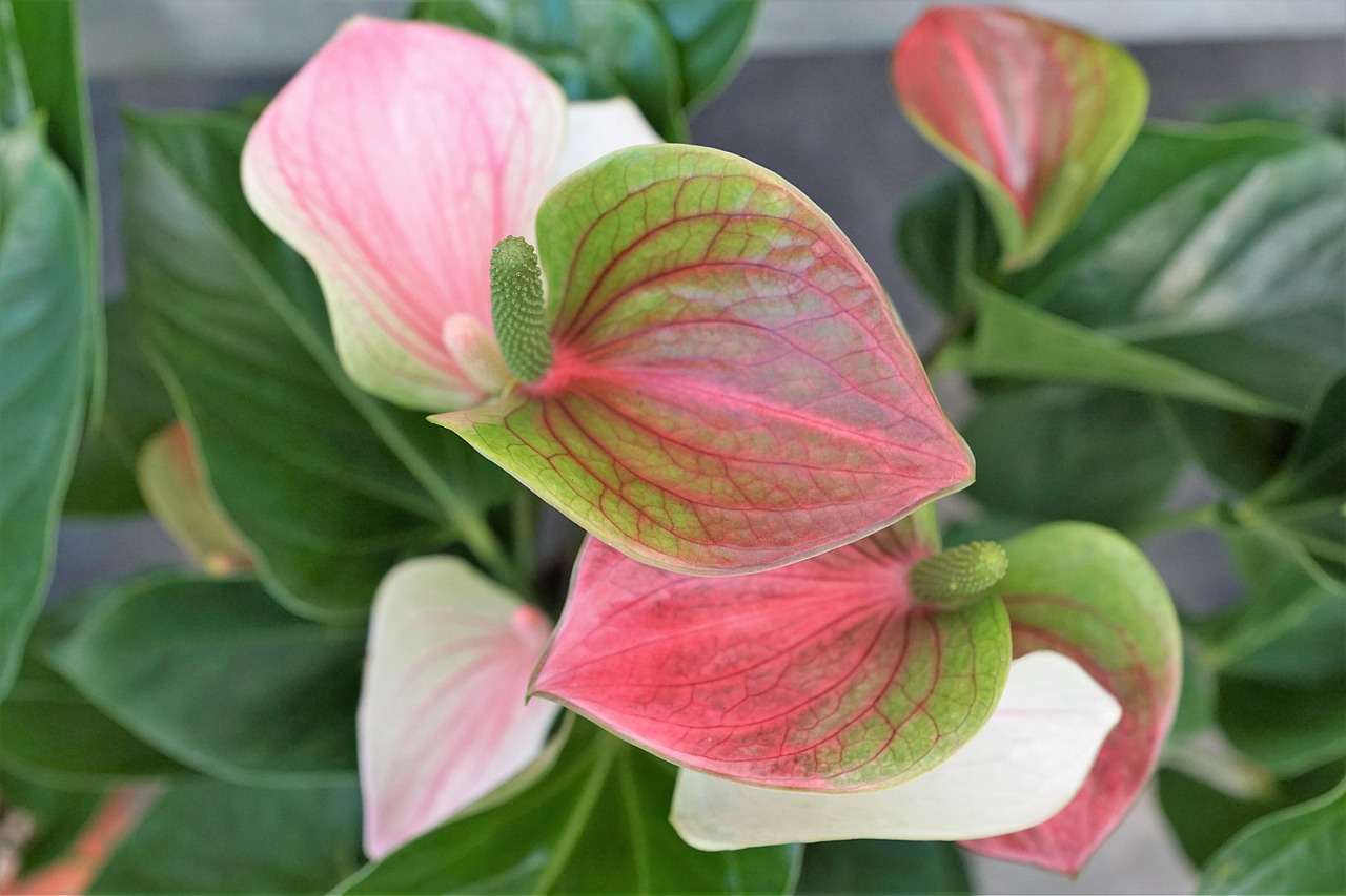 Calla Flower Rose - Free photo on Pixabay
