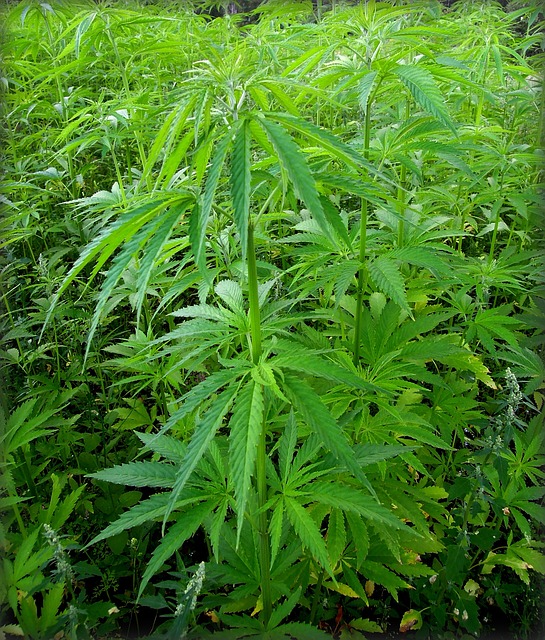 Hamp, Cannabis, Ganja, Græs, Afhængighed