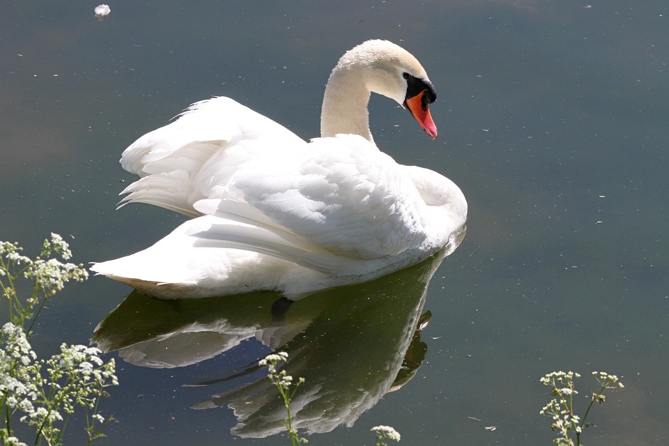 Animal Ganso Bird Aves De Foto Gratuita No Pixabay