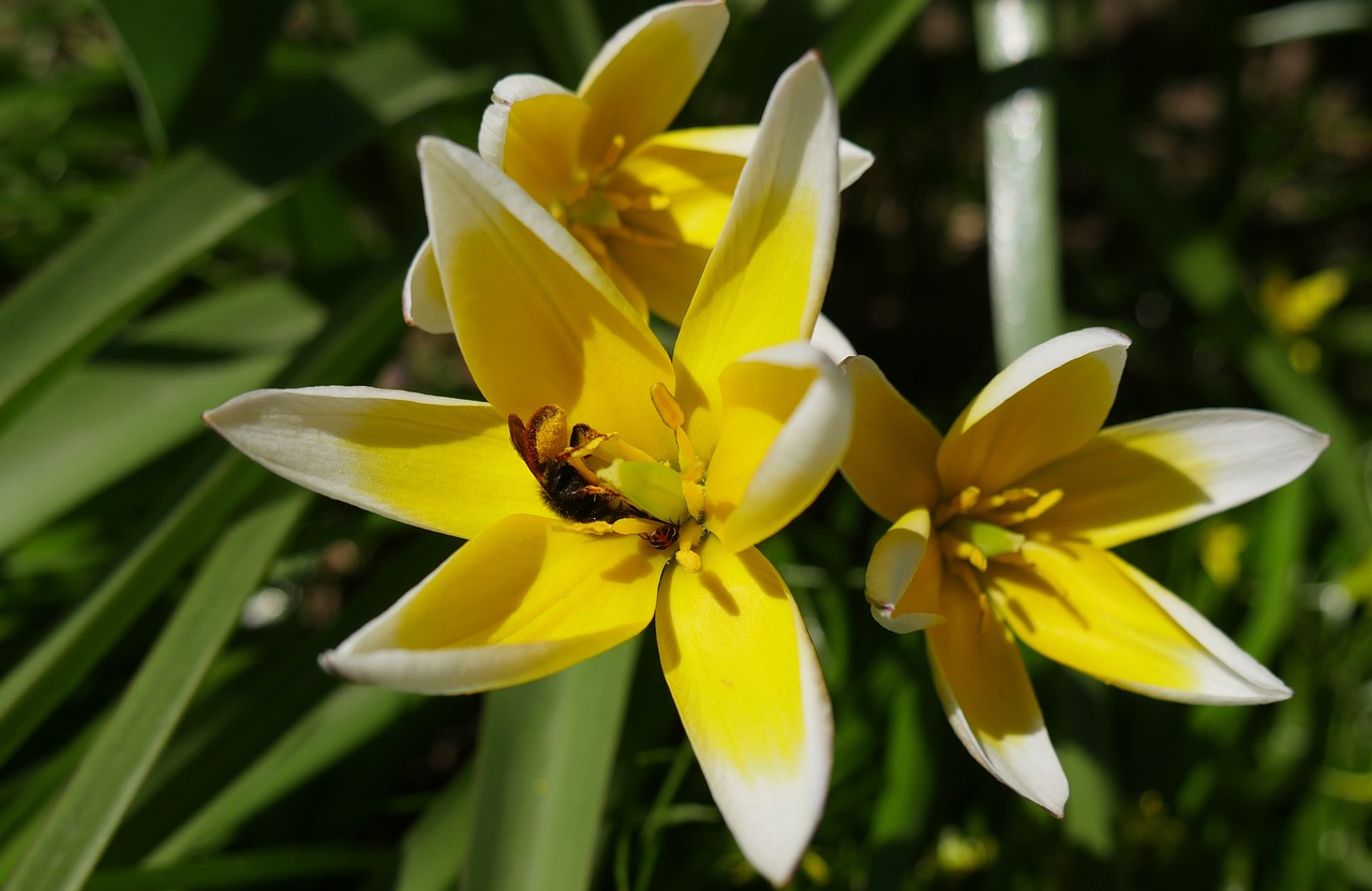 Yellow Flowers - free online jigsaw puzzle photo