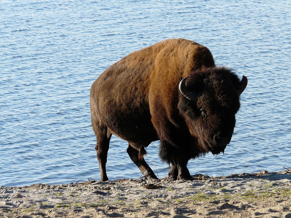 Hewan Alam Bison Eropa Liar Foto Gratis Di Pixabay