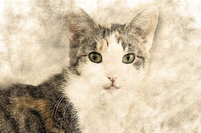 Free cat animal pet illustration