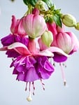 blossom, bloom, fuchsia