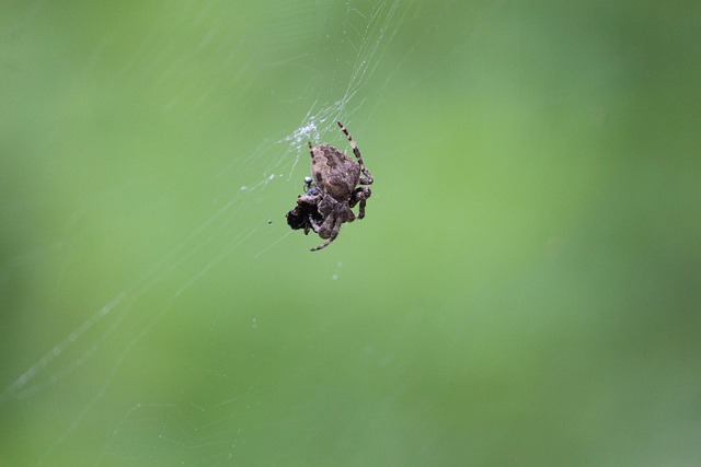 Araña Natural - Foto gratis en Pixabay - Pixabay