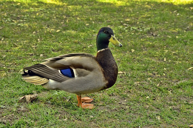 Free Duck Enterich photo and picture