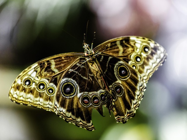 Schmetterling, Las Vegas, Bellagio
