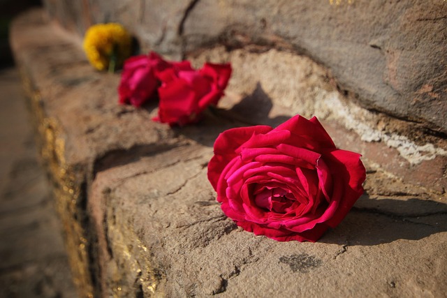 Free Rose Red photo and picture