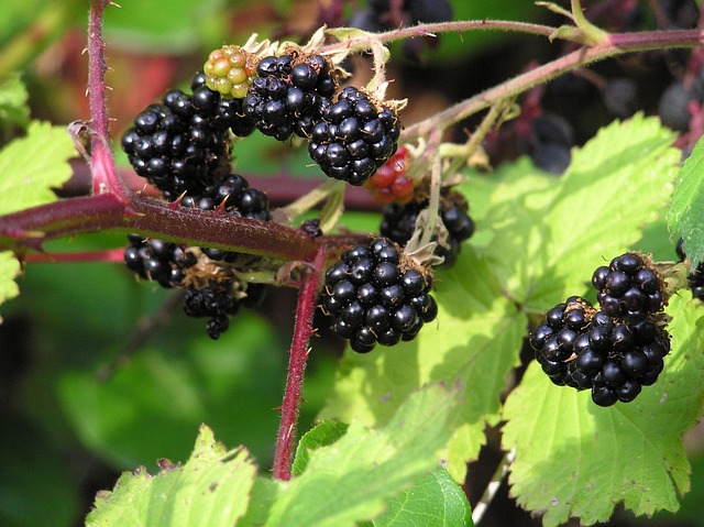 Free Blackberries Wild Berries photo and picture