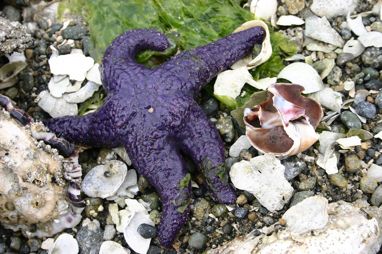 Starfish intelligence overview
