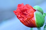 poppy, blossom, bloom