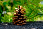 pine cones, pine, tree