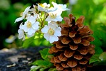 pine cones, pine, tree