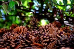 pine cones, many, pine