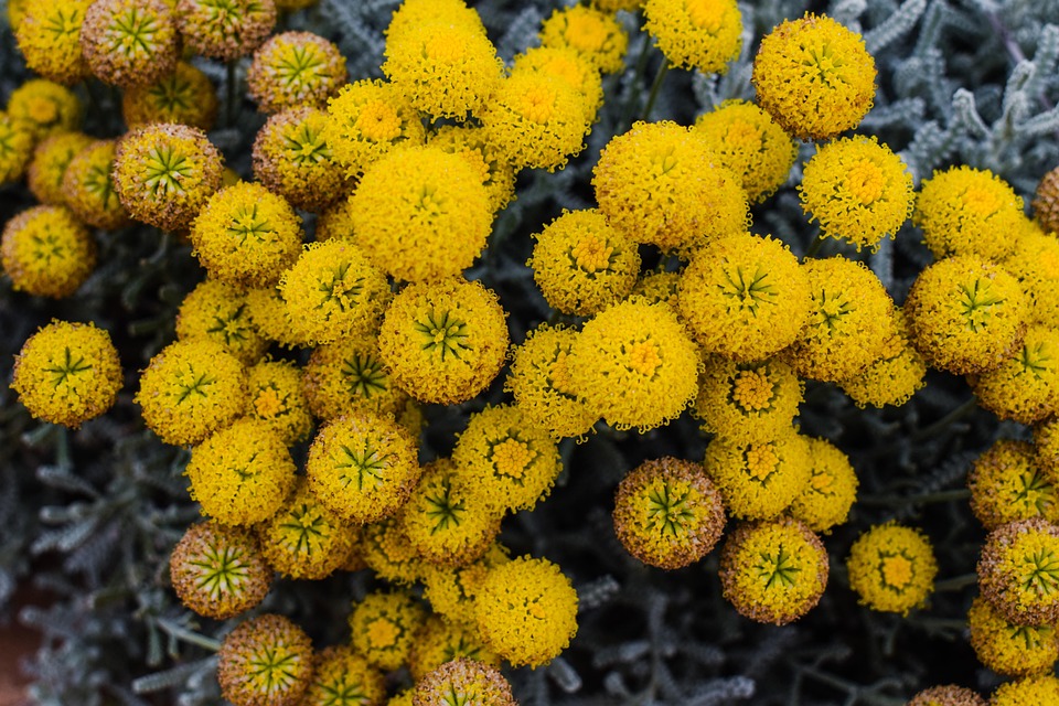 Common Yellow Garden Flowers free photo: flowers, yellow, spring, nature - free image on Common Yellow Garden Flowers free photo: flowers, yellow, spring, nature - free image on