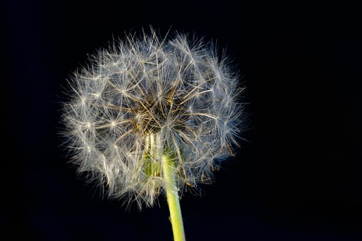 Mælkebøtte, Blomst Baggrund