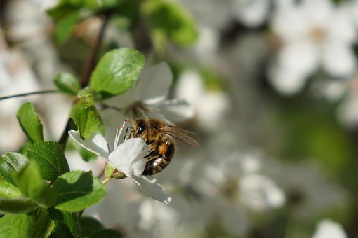 Honningbi, Blomst, Krukke, Blomst Tapet