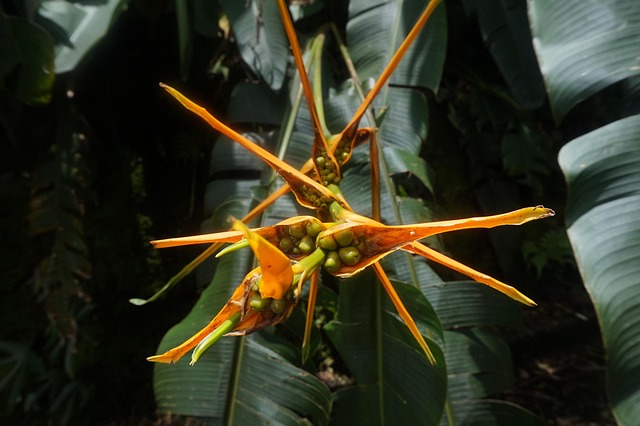 Exotisch, Plantaardige, Tropisch, Zomer