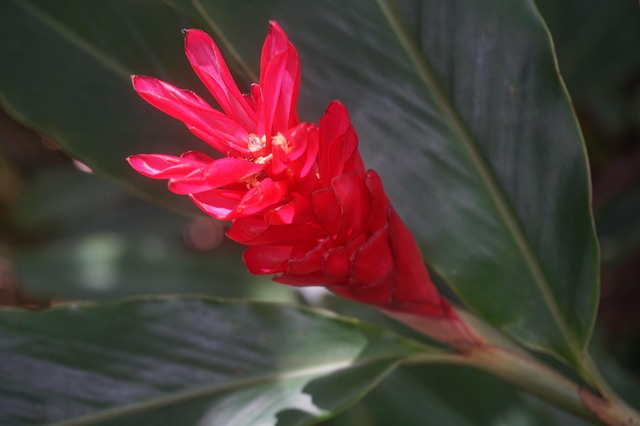 Exotisch, Bloem, Bloemen, Zomer